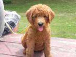 Labradoodle Puppy for sale in KINGSTON, IL, USA
