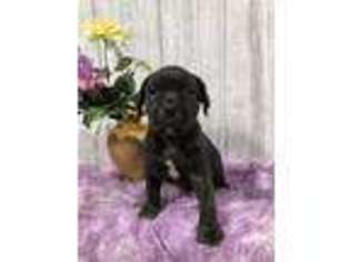 Cane Corso Puppy for sale in Lagrange, IN, USA
