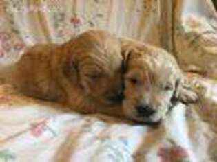 Golden Retriever Puppy for sale in Laurel Fork, VA, USA