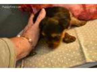 Yorkshire Terrier Puppy for sale in Interlochen, MI, USA