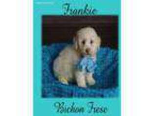 Bichon Frise Puppy for sale in Uniontown, OH, USA