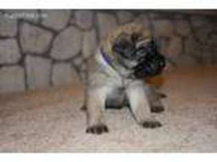 Mastiff Puppy for sale in Roswell, NM, USA