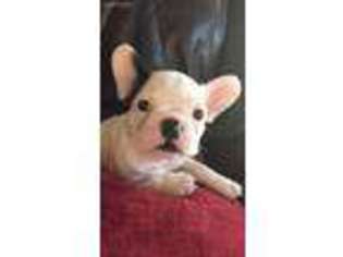French Bulldog Puppy for sale in Ogallala, NE, USA