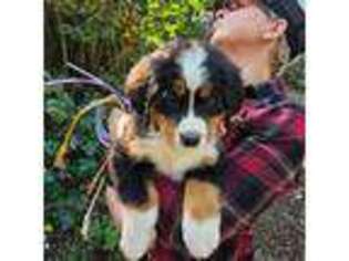 Bernese Mountain Dog Puppy for sale in Auburn, WA, USA