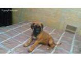 Rhodesian Ridgeback Puppy for sale in Laramie, WY, USA