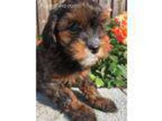 Cavapoo Puppy for sale in Annapolis, MD, USA