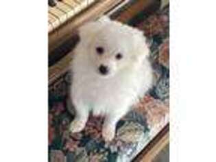American Eskimo Dog Puppy for sale in Downing, MO, USA