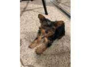 Yorkshire Terrier Puppy for sale in Elk Grove, CA, USA