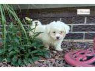 Bichon Frise Puppy for sale in Evansville, IN, USA