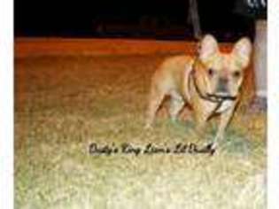 French Bulldog Puppy for sale in Eloy, AZ, USA