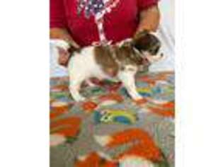 Chihuahua Puppy for sale in Mill Spring, NC, USA