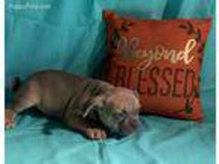 French Bulldog Puppy for sale in De Graff, OH, USA