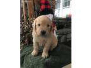 Golden Retriever Puppy for sale in Mayslick, KY, USA