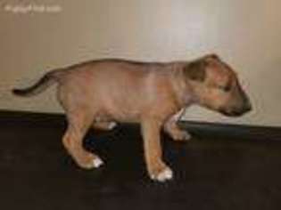 Bull Terrier Puppy for sale in Montgomery, AL, USA