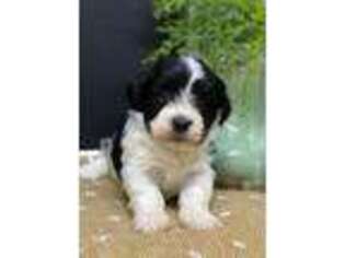 Havanese Puppy for sale in Lansing, IA, USA
