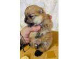Pomeranian Puppy for sale in Phoenix, AZ, USA
