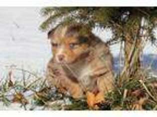 Australian Shepherd Puppy for sale in Batesville, IN, USA