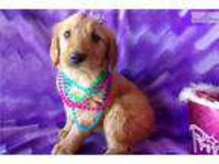 Golden Retriever Puppy for sale in Fort Worth, TX, USA