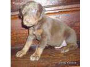 Doberman Pinscher Puppy for sale in Carver, MA, USA