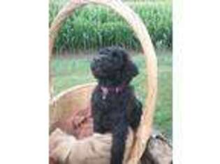 Mutt Puppy for sale in East Troy, WI, USA