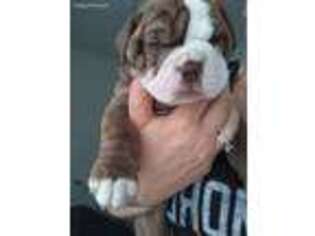 Alapaha Blue Blood Bulldog Puppy for sale in Havre De Grace, MD, USA