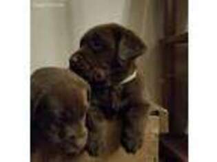 Labrador Retriever Puppy for sale in Monroeville, IN, USA