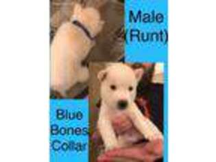 Siberian Husky Puppy for sale in Hillsboro, OH, USA