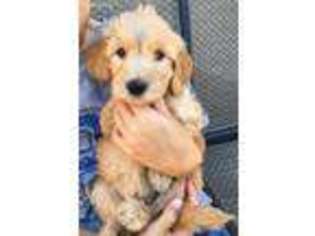 Goldendoodle Puppy for sale in Athens, GA, USA