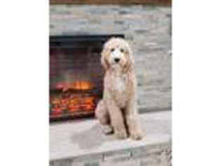 Labradoodle Puppy for sale in Benton, IL, USA