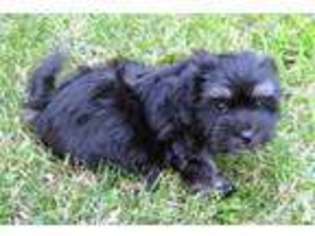 Havanese Puppy for sale in PERHAM, MN, USA