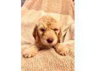 Goldendoodle Puppy for sale in Kirkland, WA, USA