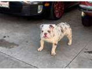 Bulldog Puppy for sale in Compton, CA, USA