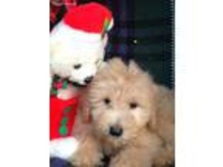 Goldendoodle Puppy for sale in White Lake, MI, USA