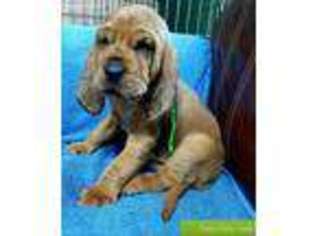 Medium Photo #1 Bloodhound Puppy For Sale in Aurora, IN, USA