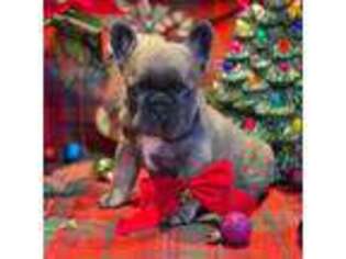 French Bulldog Puppy for sale in Wedowee, AL, USA