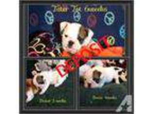 Bulldog Puppy for sale in CHARLESTOWN, IN, USA