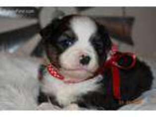 Miniature Australian Shepherd Puppy for sale in Cleveland, OK, USA