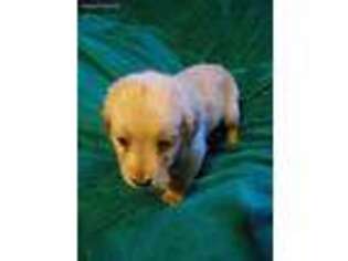 Golden Retriever Puppy for sale in Denver, CO, USA