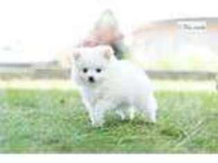 Pomeranian Puppy for sale in Fort Wayne, IN, USA