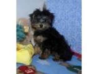 Yorkshire Terrier Puppy for sale in Brownsboro, TX, USA