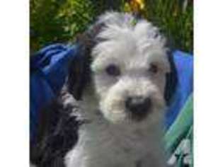 Old English Sheepdog Puppy for sale in PEYTON, CO, USA