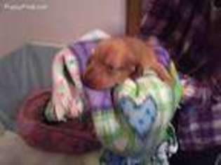 Dachshund Puppy for sale in Momence, IL, USA