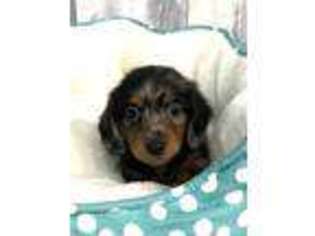 Dachshund Puppy for sale in Red House, WV, USA