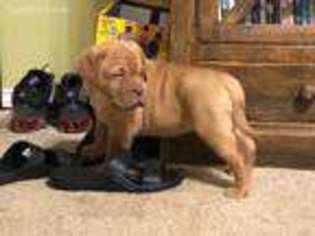 American Bull Dogue De Bordeaux Puppy for sale in Longview, TX, USA