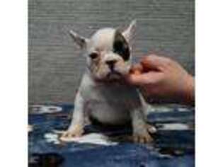 French Bulldog Puppy for sale in Pacific, WA, USA