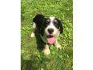 English Springer Spaniel Puppy for sale in North Monmouth, ME, USA