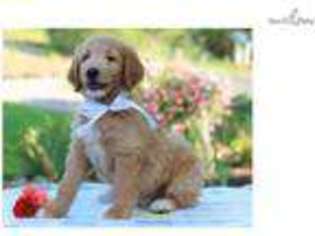 Goldendoodle Puppy for sale in Lexington, KY, USA