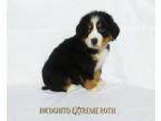 Bernese Mountain Dog Puppy for sale in College Corner, OH, USA