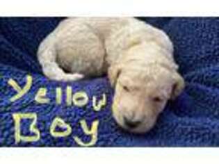 Goldendoodle Puppy for sale in Falmouth, KY, USA