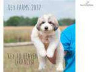 Great Pyrenees Puppy for sale in Augusta, GA, USA